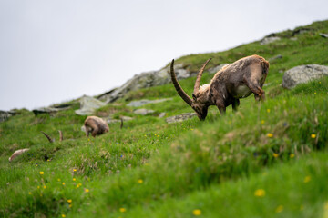 Close-up shot of a majestic mountain ibex (Capra ibex) in the wild with impressive horns and a commanding gaze. The photograph captures this magnificent animal in its natural mountain habitat.