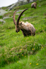 Close-up shot of a majestic mountain ibex (Capra ibex) in the wild with impressive horns and a commanding gaze. The photograph captures this magnificent animal in its natural mountain habitat.