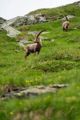 Close-up shot of a majestic mountain ibex (Capra ibex) in the wild with impressive horns and a commanding gaze. The photograph captures this magnificent animal in its natural mountain habitat.