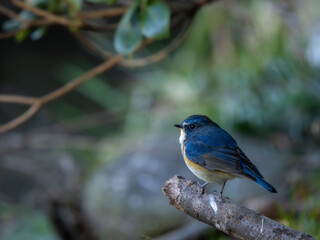 森の中で枯れ木に留まっているルリビタキの雄