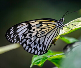 White tree nymph butterfly. Latin name - Idea leuconoe