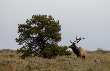 Bull Elk During the Rut in Wyoming in Autumn