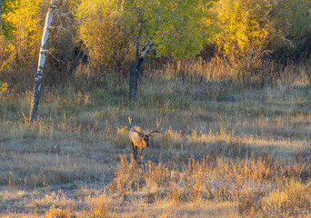 Bull Elk During the Rut in Wyoming in Autumn