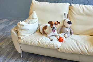 Smiling Jack Russel terrier dog perched and begging for attention