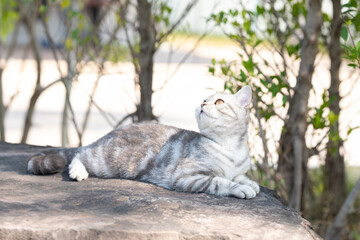 Cute gray scottish fold kitten lying down on the rock looking at the sky