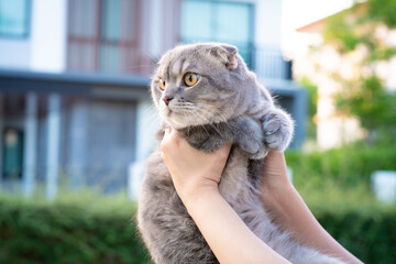 Woman hands holding a lovely and funny scottish fold cat