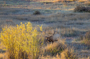 Fototapeta premium Bull Elk During the Rut in Wyoming in Autumn