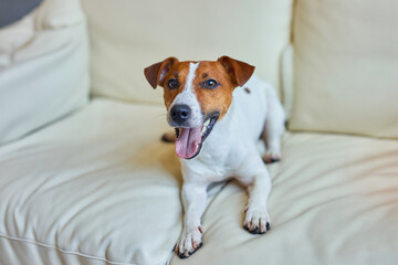 Dog Jack Russell Terrier sits on the couch and looks at the camera.