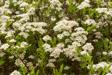 Blooming tree with white small flowers and green leaves on a branch.