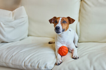 Smiling Jack Russel terrier dog perched and begging for attention