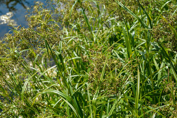 Scirpus sylvaticus is a species of flowering plant in the Cyperaceae family