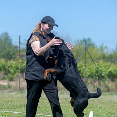 obedience training with a rottweiler