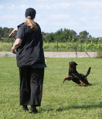 rottweiler training for competition