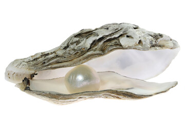 oyster with pearl isolated on white background