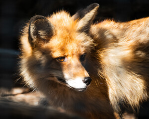 Red Fox Portrait