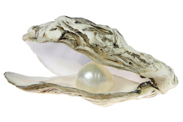 oyster with pearl isolated on white background