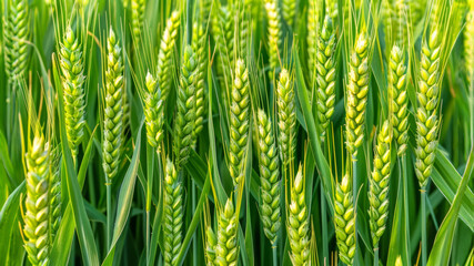 Fototapeta premium Cereal background with wheat ears, rye ears with thick grains under sun's rays. Ad fertilizers, insecticides, agricultural products, vegetarian healthy menu, vegan banner, close up, copy space.
