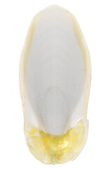 cuttlebone isolated on white background