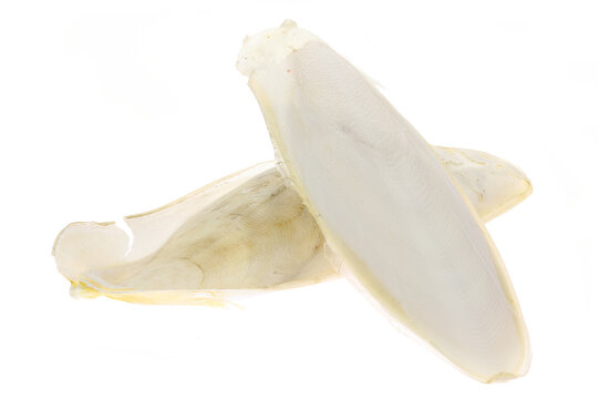 cuttlebone isolated on white background