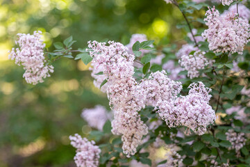 Obraz premium Clusters of blooming lilacs on a bush in the garden