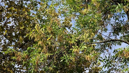 Fototapeta premium Tree branches with green leaves and seeds of Fraxinus excelsior, known as the ash, or European ash.