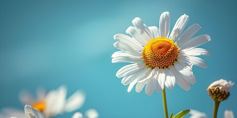 Naklejka premium A Bright Daisy Symbolizing Beauty and Hope against a Clear Blue Sky. Concept Flower Photography, Symbolic Imagery, Nature Aesthetic, Positive Vibes, Clear Blue Sky