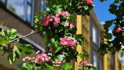 Tree branches with pink flowers of Paul's Scarlet Hawthorn or Crataegus Laevigata.
