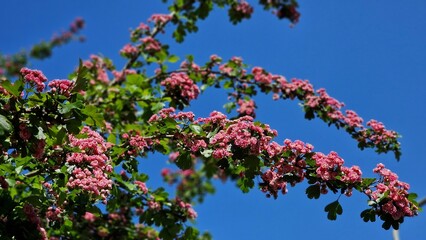 Tree branches with pink flowers of Paul's Scarlet Hawthorn or Crataegus Laevigata.