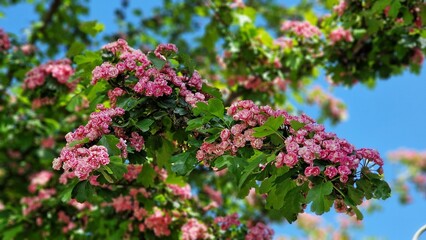 Fototapeta premium Tree branches with pink flowers of Paul's Scarlet Hawthorn or Crataegus Laevigata.