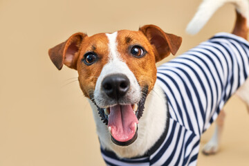 Close-up portrait of Funny smiling Jack russel dog with tongue hanging