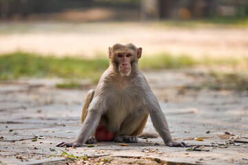 Fototapeta premium Cute little monkey sits on ground in public park in India against green plants backdrop and gazed curiously at camera, symbolizing harmonious coexistence of wildlife and humanity