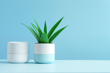 Potted plant on blue tabletop with another empty pot