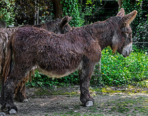 Poitou`s donkey near the fence in its enclosure