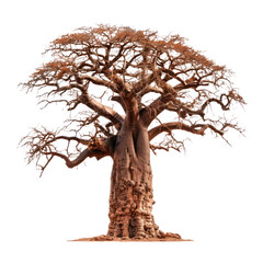 Baobab tree. Isolated on transparent background.