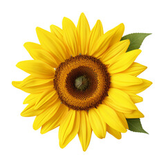 Fototapeta premium Sunflower on a transparant background, PNG, Generative AI
