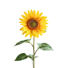 Obraz premium Sunflower on a transparant background, PNG, Generative AI