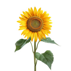 Obraz premium Sunflower on a transparant background, PNG, Generative AI
