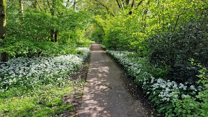 Blooming Allium ursinum, known as wild garlic, growing in the garden.