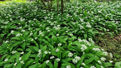 Naklejka premium Blooming Allium ursinum, known as wild garlic, growing in the garden.