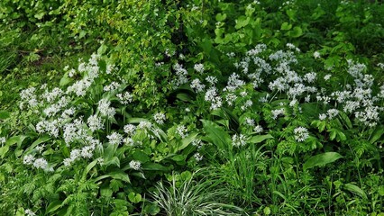 Blooming Allium ursinum, known as wild garlic, growing in the garden.