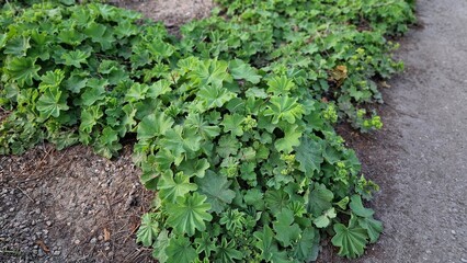 Lady's Mantle or Alchemilla mollis plants, growing in the garden.
