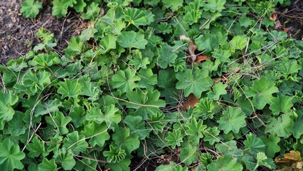 Lady's Mantle or Alchemilla mollis plants, growing in the garden.