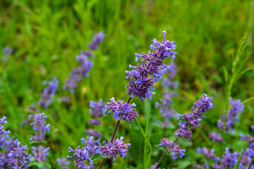 Nepeta transcaucasica purple wild spring flower