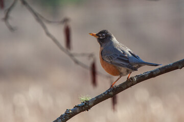 Robin perched on a branch