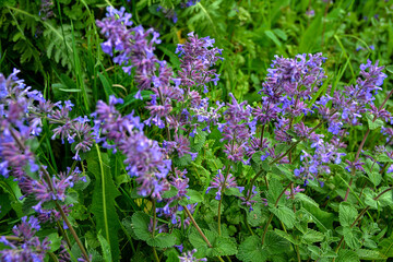 Obraz premium Nepeta transcaucasica purple wild spring flower
