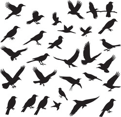 silhouettes of birds