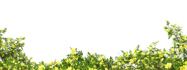 3D Render Foreground Ivy With Flowers On Transparent Background