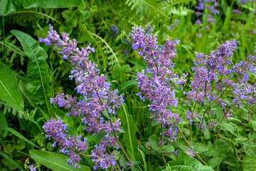 Nepeta transcaucasica purple wild spring flower