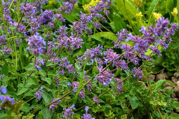 Fototapeta premium Nepeta transcaucasica purple wild spring flower