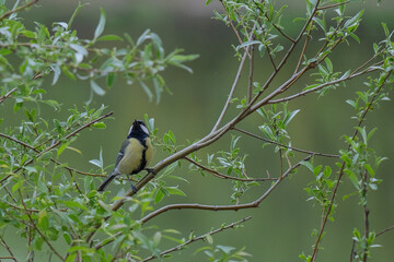 great tit on the fence 